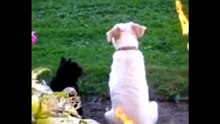 Hilarious Cat Antics You Just Can’t Stop Laughing At!🐾🥰