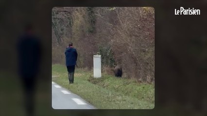 Un chasseur tire sur un sanglier devant des automobilistes