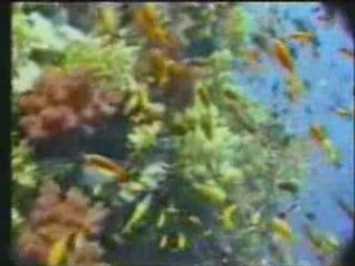 Sami Yusuf - Who is the loved one