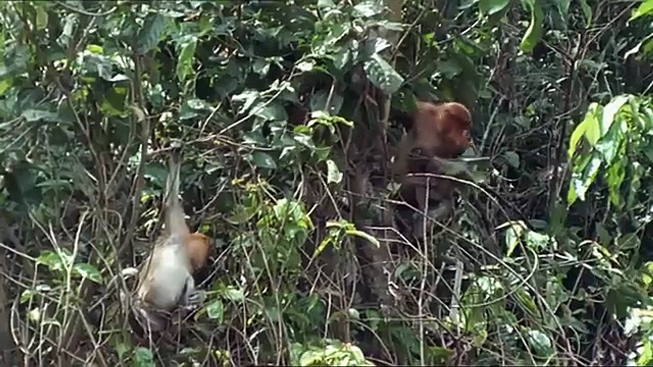 Nasenaffen - Starke Typen im Dschungel