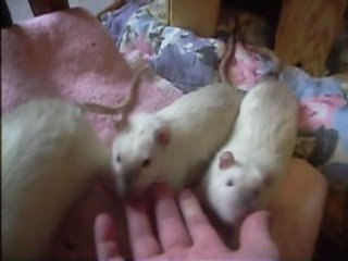 Vidéo des petits males