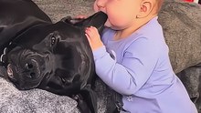 The dog poured all its tenderness into The baby