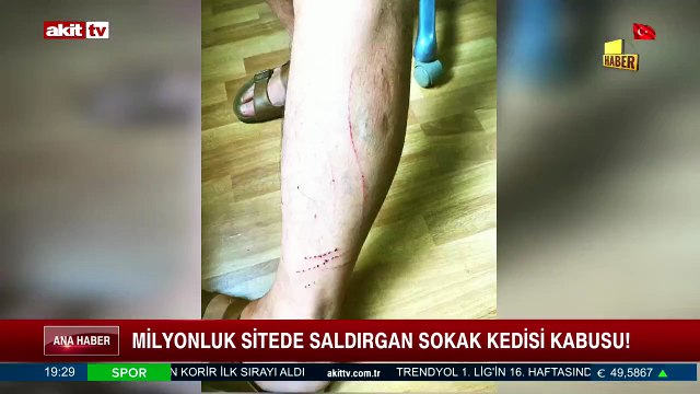 Sitede saldırgan kedi kabusu! Milleti canından bezdirdiler! Çocuk genç yaşlı herkese saldırıyorlar