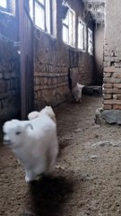 8eab717b11380ef57d6000d86fbaf0fa