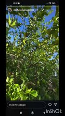 Michele monopoli story si cercano funghi