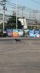 Dog Walks Down Street With Funny Strut