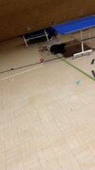 Cat Climbs Christmas Tree