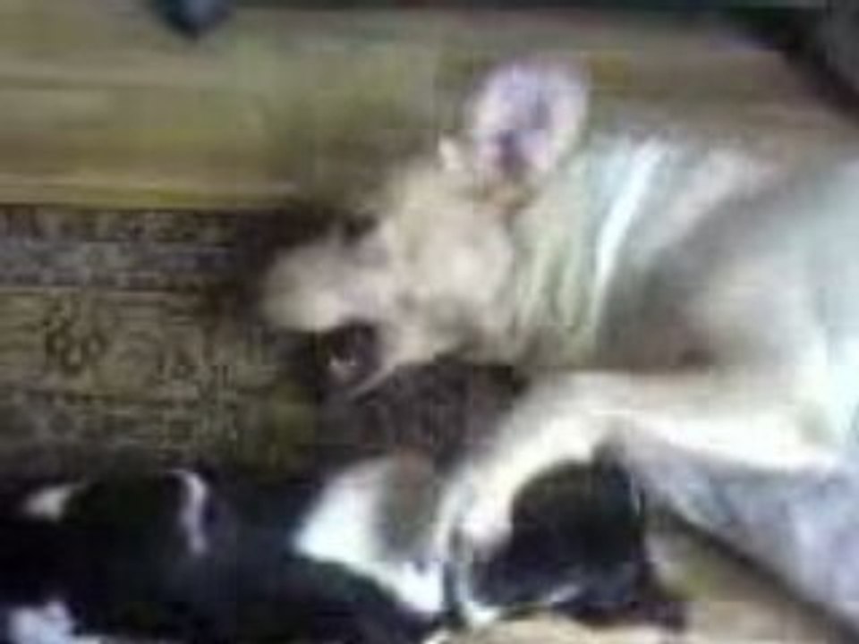 Vidéo0022chanel