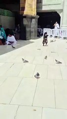 Beautiful baby girl playing in Mecca