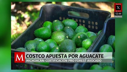Costco exige certificación Pro Forest Avocado para aguacates en Michoacán