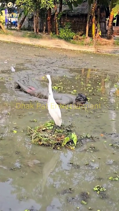 Kya Parnda Pakra Bande Ne