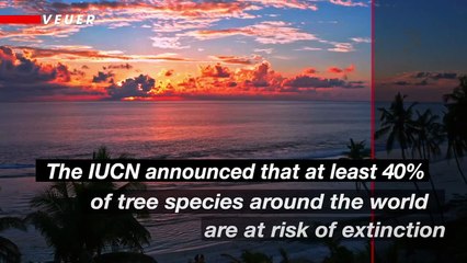 40% of the World’s Tree Species Could Disappear — Scientists Sound the Alarm