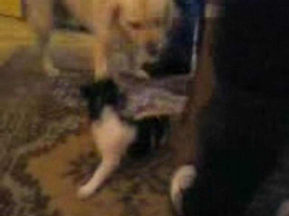 Vidéo0019