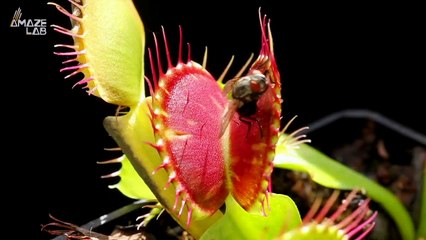 This Is How Venus Fly Traps Outsmart Their Prey