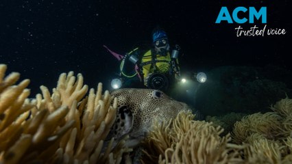 Great Barrier Reef lit up in rare ‘underwater snowstorm’ as coral spawning begins