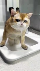 My kitten… actually washes its own face 😭🐱