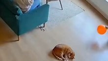 Dog plays a prank on Cat 🤣🤣🤣 *This is a humor video for entertainment purposes; all content is fictional. We created this video using artificial intelligence tools and post-production editing.