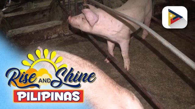 D.A., tiniyak na sapat ang supply ng karne ng baboy ngayong holiday season; Pilipinas, nananatiling PPR-free ayon sa BAI | ulat ni Vel Custodio