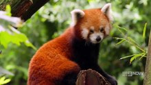 Secrets of the Zoo: Down Under - Season 6 Episode 6 - Red Panda-monium