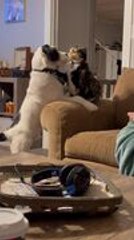 Dog and Cat Seem to be Unlikely Best Friends