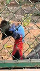 Cassowary bird