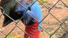 Cassowary bird