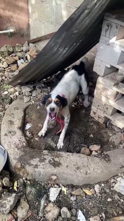 Los perro me tienes para