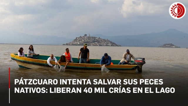 Pátzcuaro intenta salvar sus peces nativos: liberan 40 mil crías en el lago