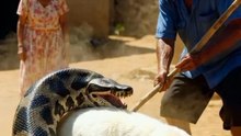 Grandpa vs Python: A Heroic Rescue You Won’t Believe!”