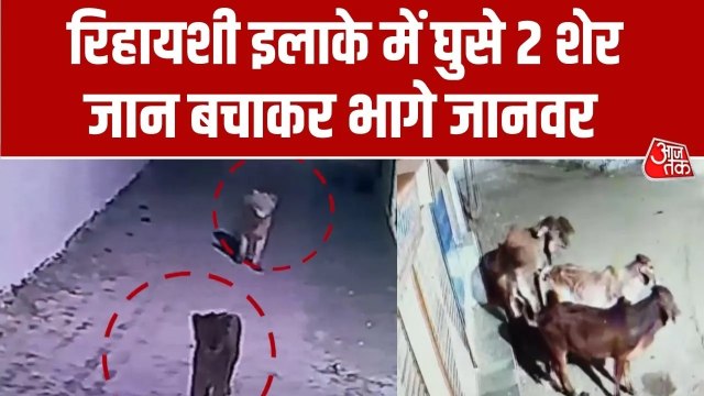 अमरेली के रिहायशी इलाके में घुसे 2 शेर, मवेशियों पर बोला हमला, Video