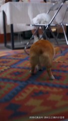 Paws Speak Louder Than Words #Dramabox