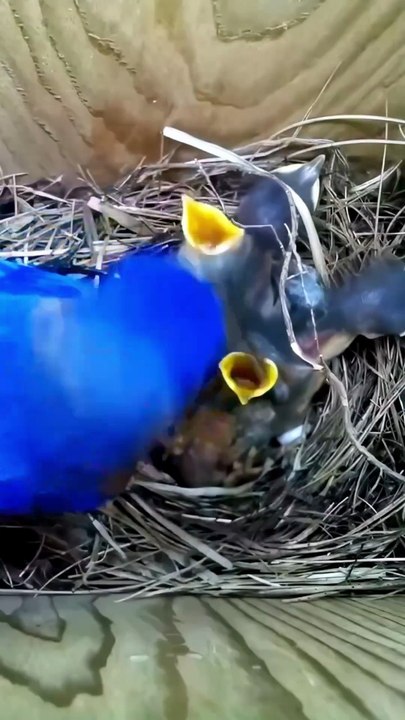 is feeding a small