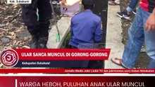 Warga Heboh, Puluhan Anak Ular Muncul dari Gorong-gorong di Palabuhanratu Sukabumi