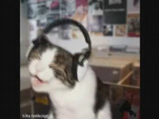 Dj cats