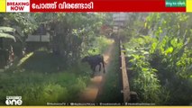പത്തനംതിട്ട തിരുവല്ല വളഞ്ഞവട്ടത്ത് വിരണ്ടോടിയ പോത്ത് നാലുപേരെ കുത്തി