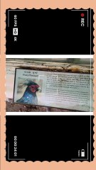 Meet the stunning Khalij Pheasant — one of the most beautiful birds found in the Himalayan forests! 🌿