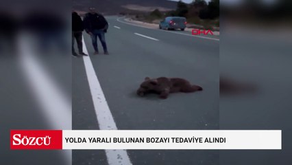 Yolda yaralı bulunan bozayı tedaviye alındı