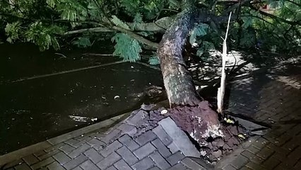 Ventania derruba árvore gigante e fecha rua no centro de Cascavel pela terceira vez este ano
