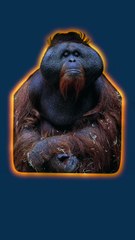 L'orang-outang : le singe stratège ! #singe #science #nature #animaux #humour