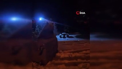 Kış uykusuna yatmayan ayılar böyle görüntülendi