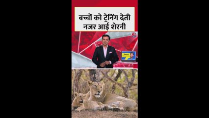 गिर के जंगल में शावकों को ट्रेंनिग देती नजर आई शेरनी