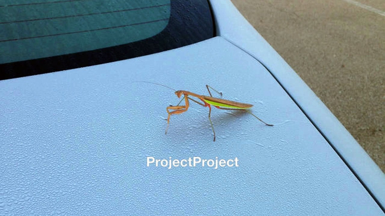 ProjectProject