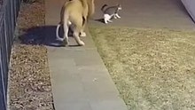 Lion attack cat