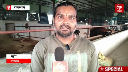 अलवर की दिव्यांग गोशाला, 40 युवाओं की टोली बनी जख्मी गायों के लिए 'देवदूत', 96 गोवंश की कर रहे सेवा