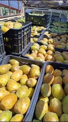 #reels tamazirte ifolkin Maroc