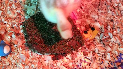 mmm nutritious sod | #SparklegleamFarm #Lemongrab #homestead #geese #farmanimals #UNACCEPTABLE #cute