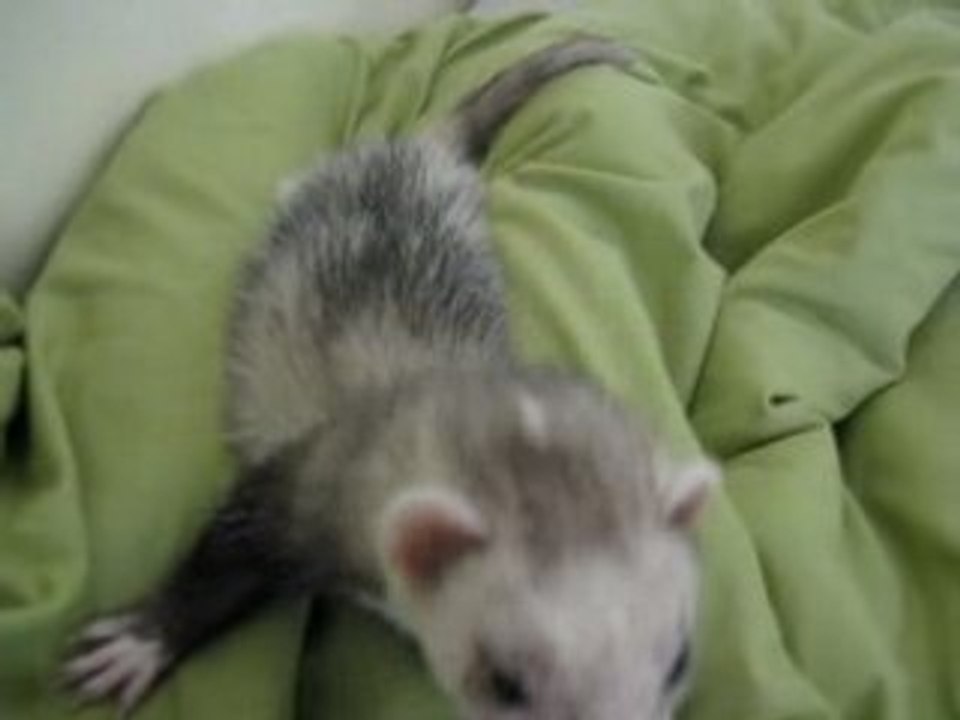 Bambou et Tao - Le Surprise