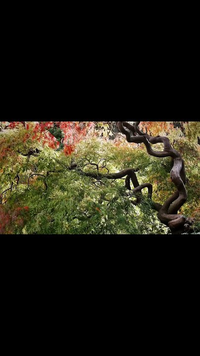Amazing Woodland Views _✨ Soothing Nature's Beauty!