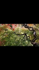 Amazing Woodland Views _✨ Soothing Nature's Beauty!