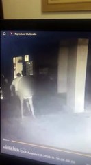 Vídeo mostra homem jogando companheira do 10º andar de prédio; assista